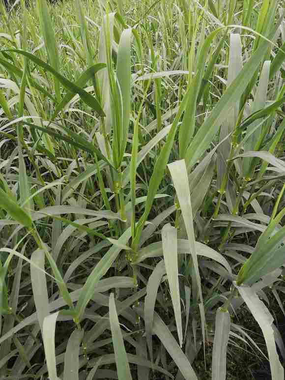 ��򵥵����ݴ��淽��